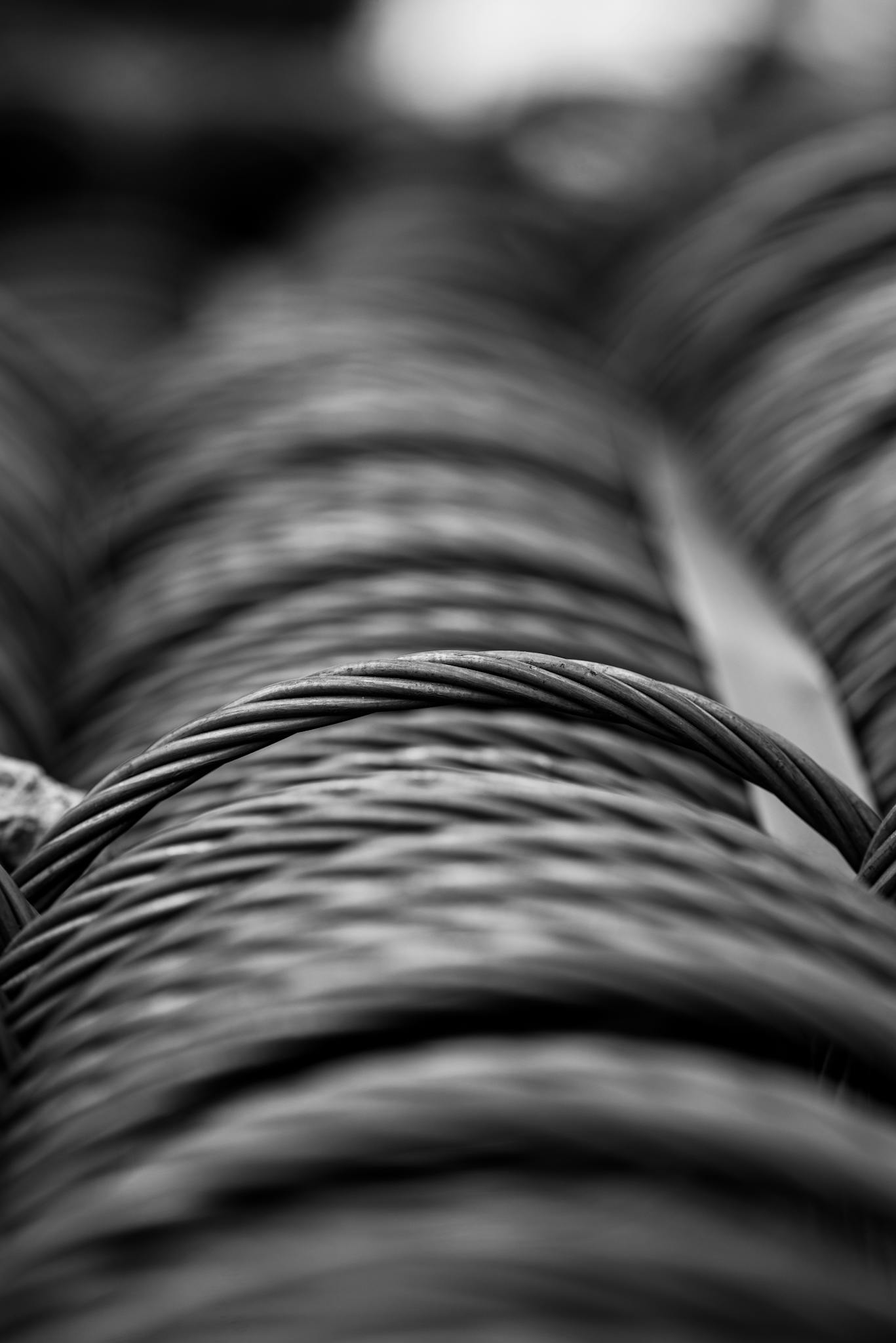 Home Detailed Black And White Close Up Of Coiled